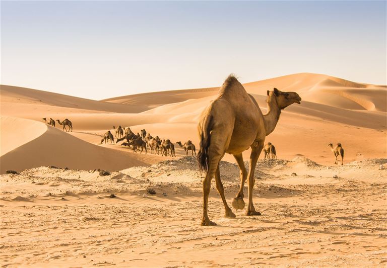 Oman entdecken ©ali suliman/istock